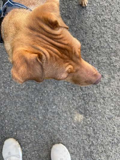 Kratzer/Ratscher/ Biss - ab zum TA?-Beitrag-Bild