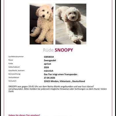 Suchmeldung-Snoopy-Bild