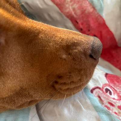 Weißer Knubbel an Schnauze-Beitrag-Bild