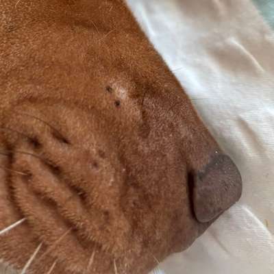 Weißer Knubbel an Schnauze-Beitrag-Bild