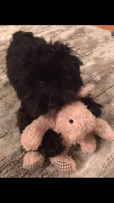 Dogorama Photo Challenge - Lieblingsspielzeug!-Beitrag-Bild