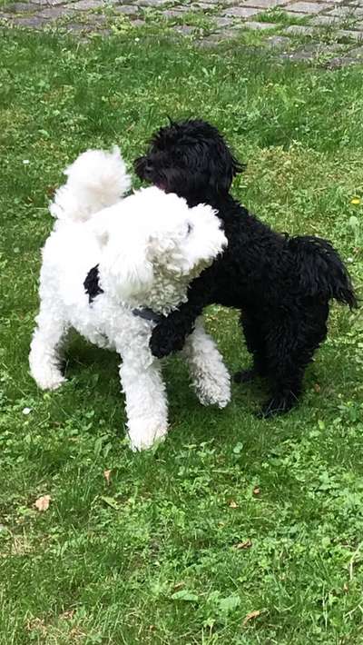 FOTOCHALLENGE 68: Dein Hund und sein bester Freund-Beitrag-Bild