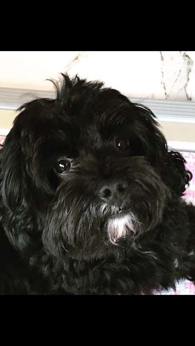 Hunde Porträt (Portrait) Galerie....-Beitrag-Bild