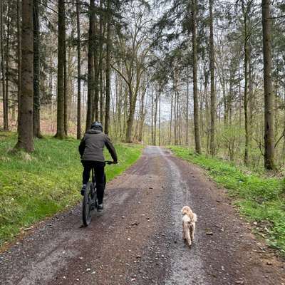 aktuelles Foto Gruppe Pudel