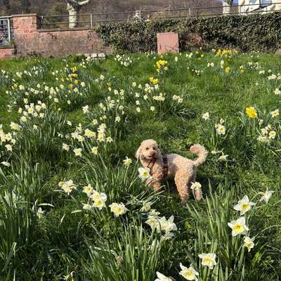 aktuelles Foto Gruppe Pudel