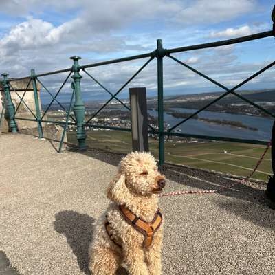 aktuelles Foto Gruppe Pudel