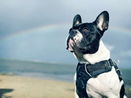 "Bulligere Arten" auch hier? :) Amstaff etc..-Beitrag-Bild