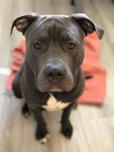 "Bulligere Arten" auch hier? :) Amstaff etc..-Beitrag-Bild