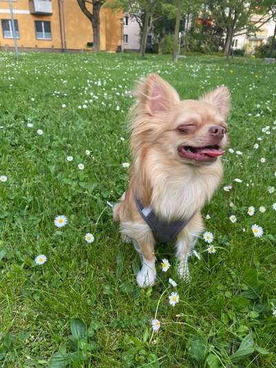 Die Dogorama Monats Challenge "Es grünt und blüht"-Beitrag-Bild