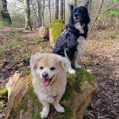 Hundetreffen-Treffen zu gemeinsamen Gassi gehen-Profilbild
