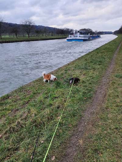 Dogorama-Monats-Challenge-Mai "Wasser"-Beitrag-Bild