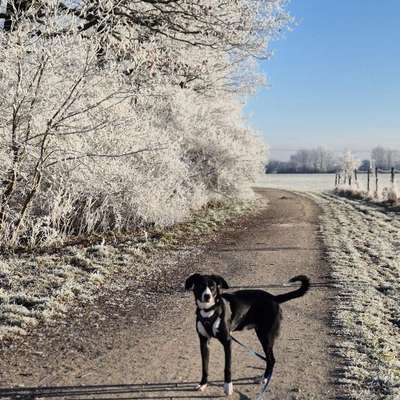 Hundetreffen-Gassirunde/ Spielrunde für mittelgroße/große Hunde-Bild