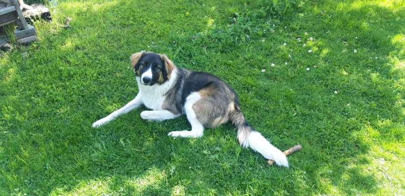 Herdenschutzhunde-Beitrag-Bild