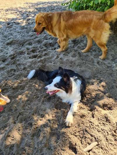 Gibt's hier noch mehr Border Collies???-Beitrag-Bild