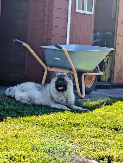 Hier dreht sich alles um den Wolfsspitz-Beitrag-Bild