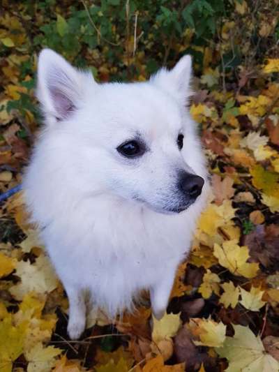 Welche Rasse? Und warum?-Beitrag-Bild