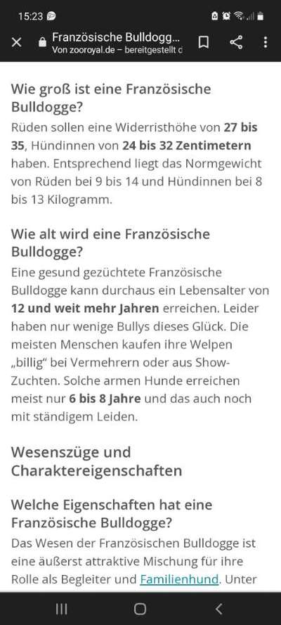 Brachycephale Hunderassen-Beitrag-Bild