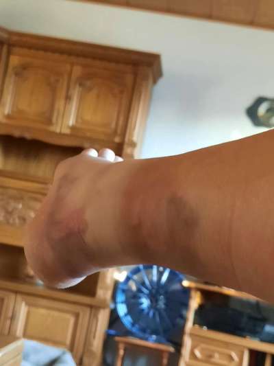 Brachycephale Hunderassen-Beitrag-Bild