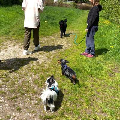 Hundetreffen-Rentner-Gassi-Bild