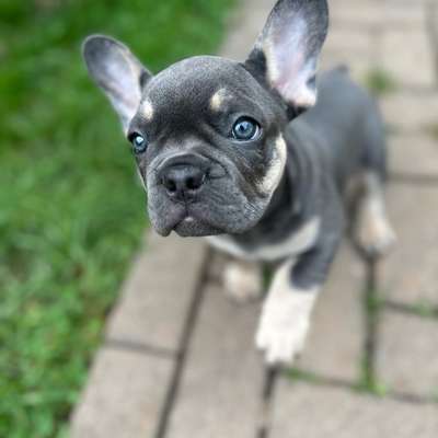 Hundetreffen-Welpen treffen-Bild