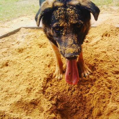 Dogorama Photo Challenge - Fail/Outtakes-Beitrag-Bild