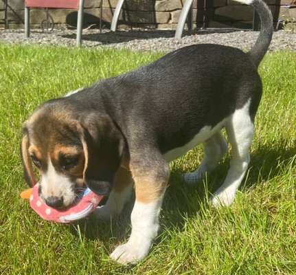 Welpen Bilder !-Beitrag-Bild