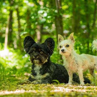 Hundetreffen-Freunde gesucht-Bild