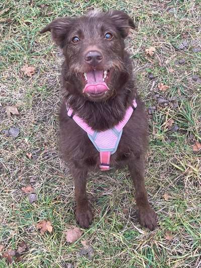 Dogorama Photo Challenge - Einmal lächeln bitte-Beitrag-Bild