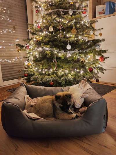 Eurasier hier?-Beitrag-Bild