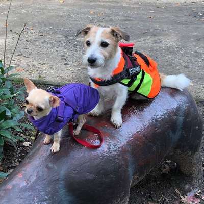 Hundetreffen-Gassigehen in Bielefeld und Umgebung