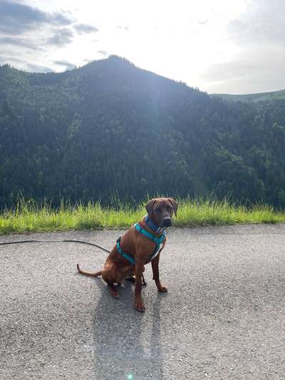 Hundetreffen-Spiel & Spass-Bild