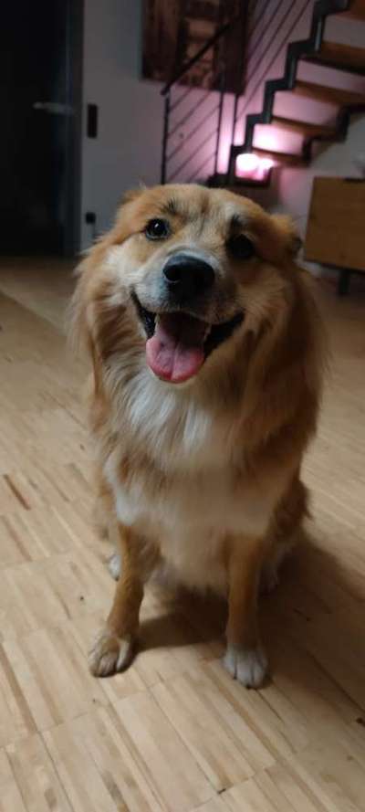 Dogorama Photo Challenge - Einmal lächeln bitte-Beitrag-Bild