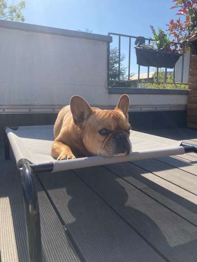 Französische Bulldoggen-Beitrag-Bild