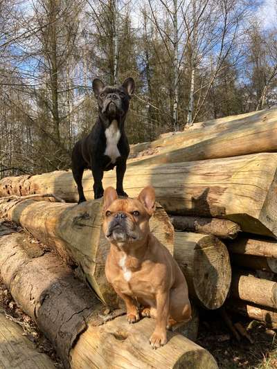 Französische Bulldoggen-Beitrag-Bild