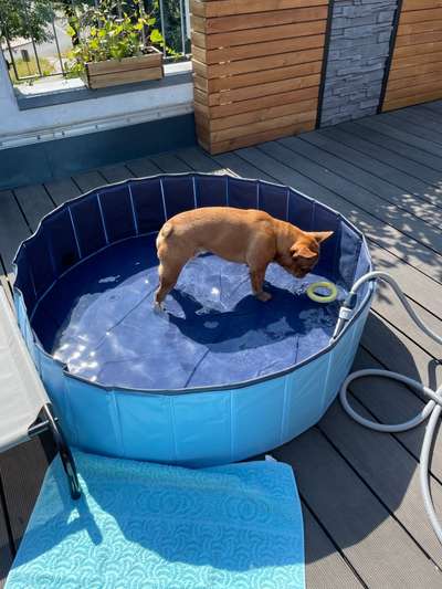 Französische Bulldoggen-Beitrag-Bild