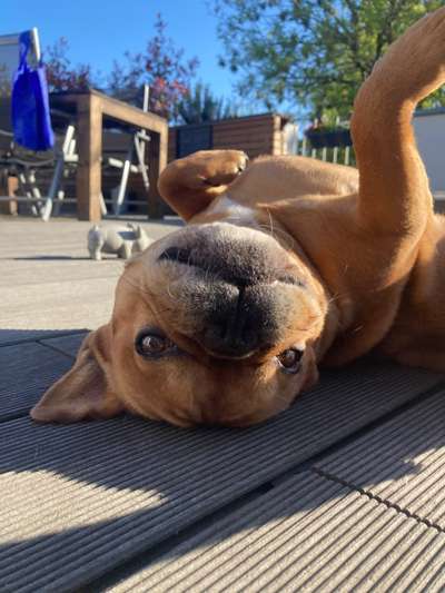 Französische Bulldoggen-Beitrag-Bild