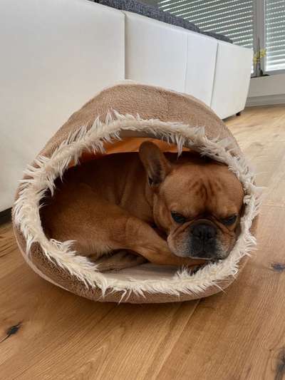 Französische Bulldoggen-Beitrag-Bild