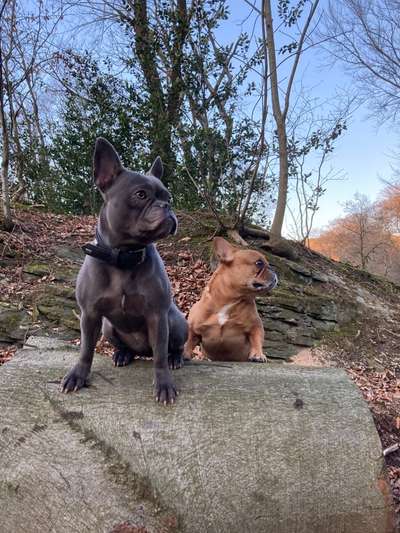 Französische Bulldoggen-Beitrag-Bild