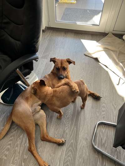 Französische Bulldoggen-Beitrag-Bild