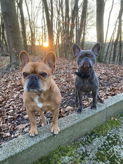 Französische Bulldoggen-Beitrag-Bild