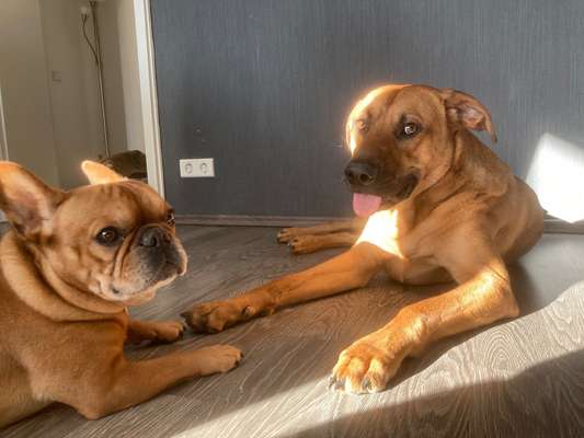 Französische Bulldoggen-Beitrag-Bild