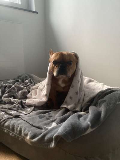 Französische Bulldoggen-Beitrag-Bild