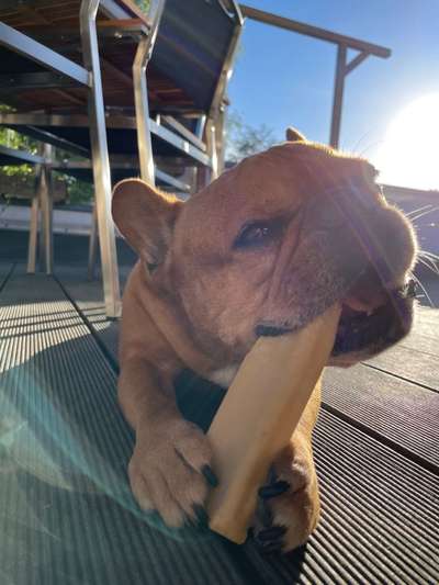 Französische Bulldoggen-Beitrag-Bild