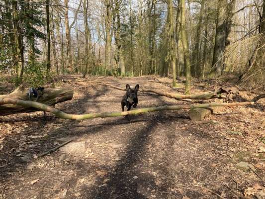 Französische Bulldoggen-Beitrag-Bild