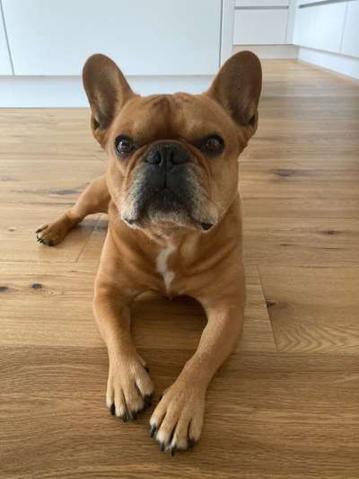 Französische Bulldoggen-Beitrag-Bild