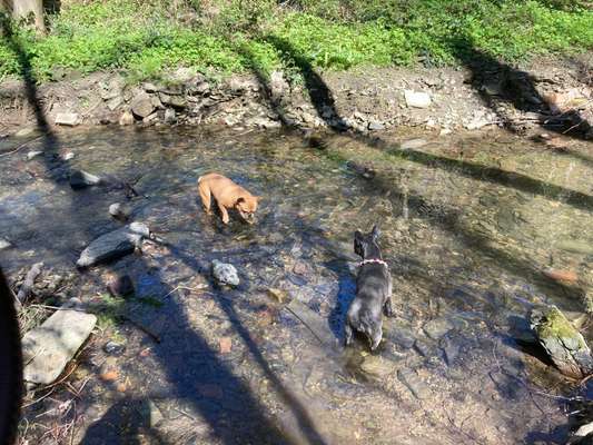 Französische Bulldoggen-Beitrag-Bild