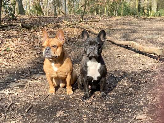 Französische Bulldoggen-Beitrag-Bild