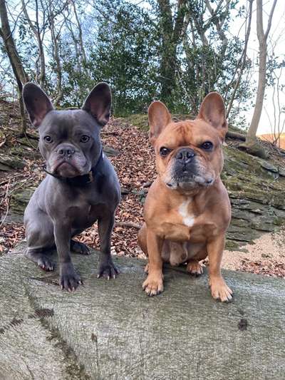 Französische Bulldoggen-Beitrag-Bild