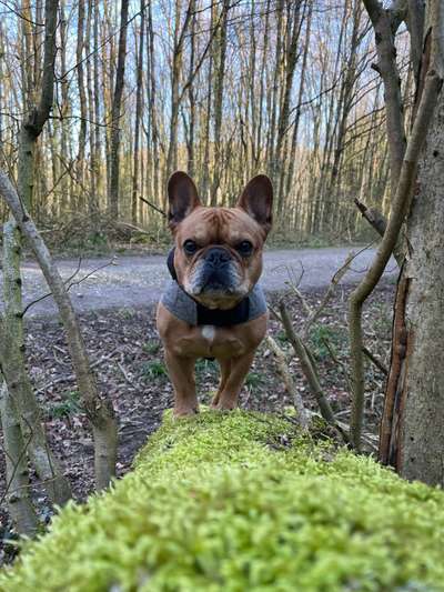 Französische Bulldoggen-Beitrag-Bild