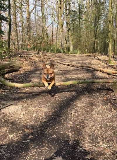 Französische Bulldoggen-Beitrag-Bild